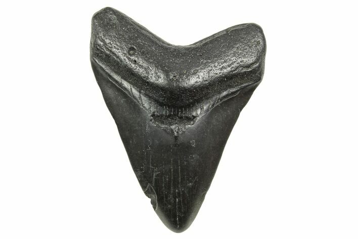 Juvenile Megalodon Tooth - South Carolina #368034